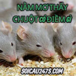 Nằm mơ thấy chuột có điềm gì ?