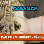 Nằm mơ thấy mèo cào chân điềm gì ?