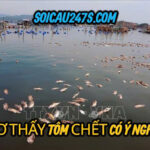 Mơ thấy tôm chết đầy sông ý nghĩa gì ?