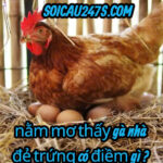 Nằm mơ gà nhà đẻ trứng có điềm gì ?