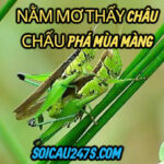 Nằm mơ thấy châu chấu phá mùa màng