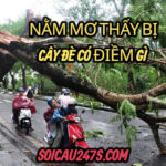 Nằm mơ thấy bị cây đè có điềm gì ?