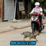 Nằm mơ thấy húc chó có điềm gì ?