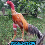 Nằm mơ thấy mất gà chọi có ý nghĩa gì ?